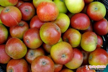 Betegségek almafák és kezelésük
