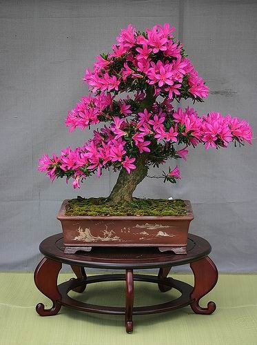 Bonsai - miniatűr fák (bonsai) Bonsai - egy miniatűr fa