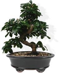 Bonsai - un copac în miniatură