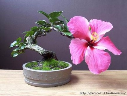 Bonsai - egy miniatűr fa