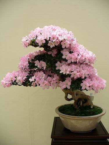 Bonsai - un copac în miniatură