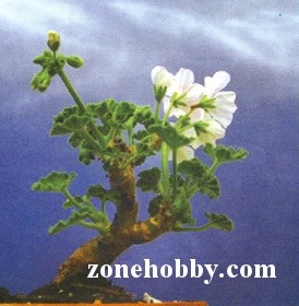 Bonsai de la Pelargonium