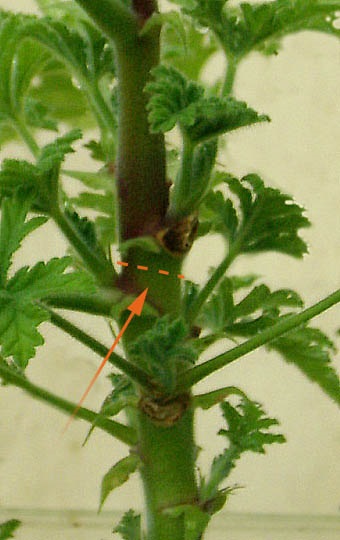 Бонсай з пеларгонії (pelargonium bonsai), герань (pelargonium)