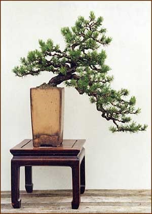 Бонсай з пеларгонії (pelargonium bonsai), герань (pelargonium)