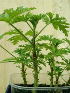 Бонсай з пеларгонії (pelargonium bonsai), герань (pelargonium)