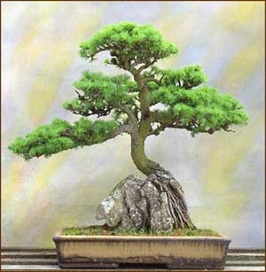 Бонсай з пеларгонії (pelargonium bonsai), герань (pelargonium)