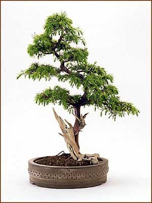 Bonsai Pelargonium (Pelargonium bonsai), geránium (Pelargonium)