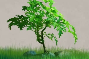 Bonsai Pelargonium (Pelargonium bonsai), geránium (Pelargonium)