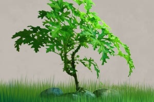 Bonsai din pelargonium (pelargonium bonsai), geranium (pelargonium)