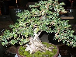 Bonsai magia nemuririi