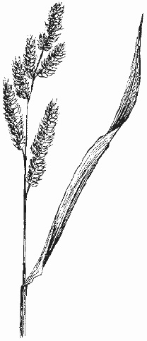 За борба с плевелите - Echinochloa на CRU-Гали, или просо - книга 