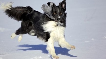 Collie de frontieră - sfaturi despre formare și educație fotografie, border collie cel mai inteligent câine ce