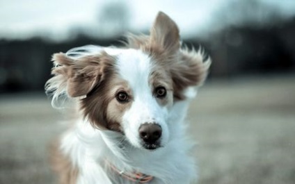 Collie de frontieră - sfaturi despre formare și educație fotografie, border collie cel mai inteligent câine ce
