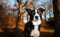 Бордер коллі - поради з дресирування і виховання фото, бордер-коллі найрозумніші собаки який