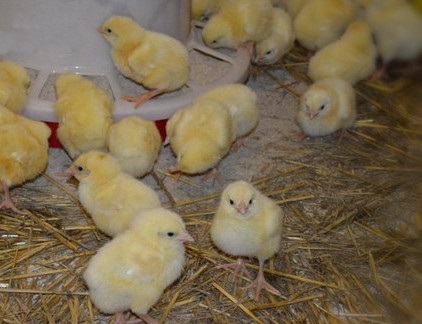 Бройлери - курчата бройлери, вирощування бройлерних курей в домашніх умовах