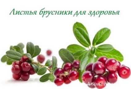 Брусничний лист - корисні властивості, при вагітності, від набряків, користь і шкода, блог Олени