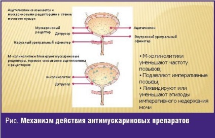 Часте сечовипускання вночі у жінок