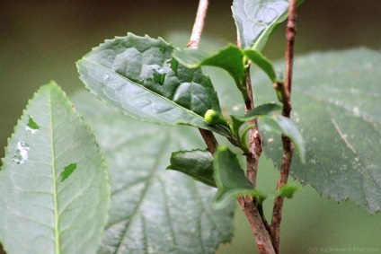 Plantele de ceai în Ucraina să fie sau să nu fie