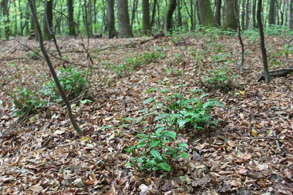 Plantele de ceai în Ucraina să fie sau să nu fie