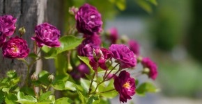 Hybrid Tea rózsa fajta, leírás, telepítési és gondozási