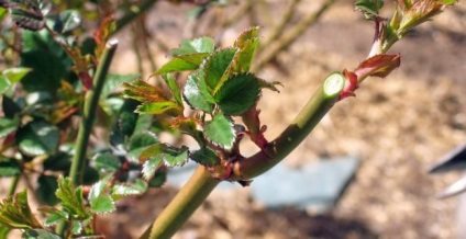 Hybrid Tea rózsa fajta, leírás, telepítési és gondozási