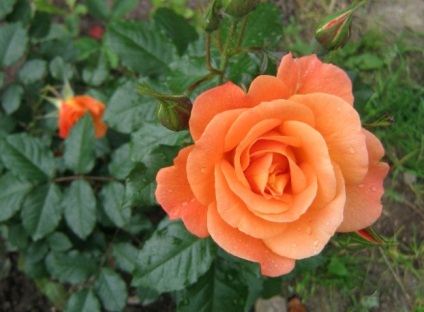 Hybrid Tea rózsa fajta, leírás, telepítési és gondozási