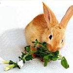 Ce să hrăniți cu un iepure decorativ