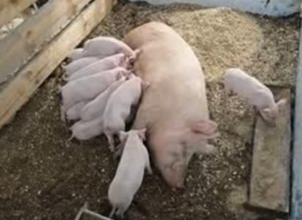 Чим годувати свиней і як правильно створити їх раціон