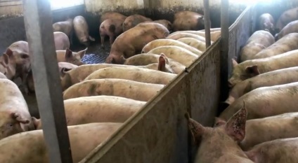 Чим годувати свиней і як правильно створити їх раціон