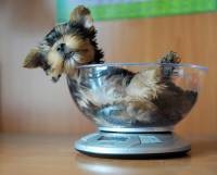 Mi a Feed Yorkshire terrier