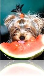 Mi a Feed Yorkshire terrier