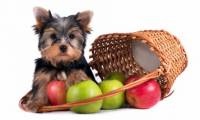 Mi a Feed Yorkshire terrier