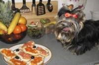 Mi a Feed Yorkshire terrier