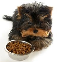 Mi a Feed Yorkshire terrier