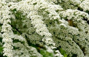 A magoncok spirea nyári fotó és videó használati