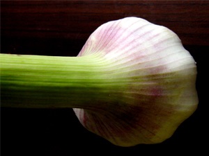 Usturoi - proprietăți utile și tratarea usturoiului