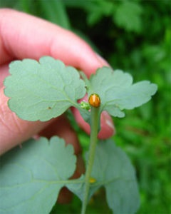 Proprietăți de vindecare celandine