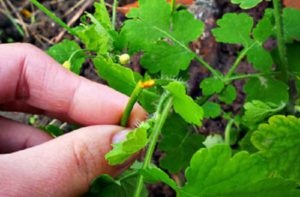 Proprietăți de vindecare celandine