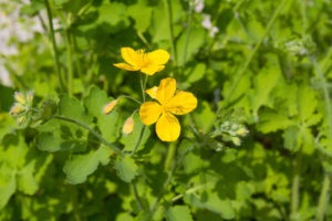 Proprietăți de vindecare celandine