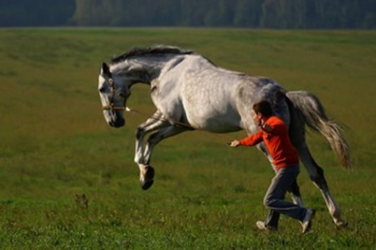 Ce trebuie să faceți dacă calul nu se lasă să stea jos - un loc despre cai