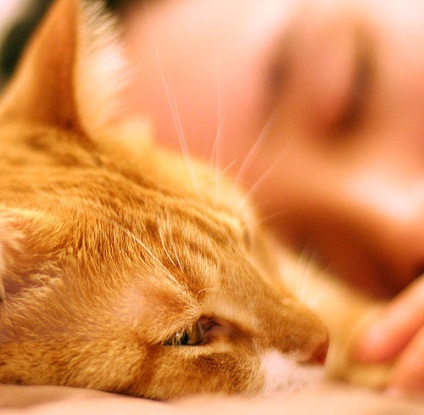 Mit az állatokat az álmainkban, ha álmodott egy macska