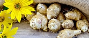 Ce este parsnip, pentru care planta folosește proprietăți utile și o rețetă cu pașaport