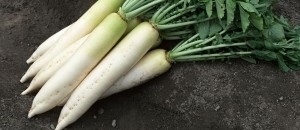 Ce este parsnip, pentru care planta folosește proprietăți utile și o rețetă cu pașaport