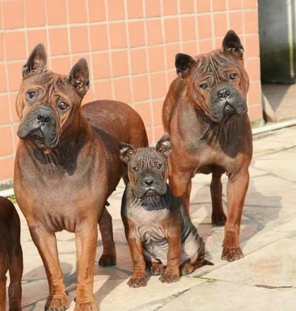 Chongqing (bulldog chinezesc) fotografie, descriere, natură, îngrijire