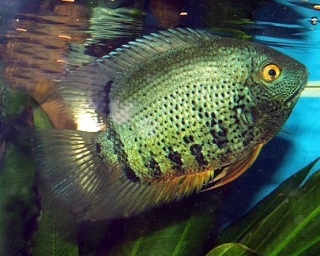 Tsikhlazoma Severum red dot - păstrarea și reproducerea peștilor mici