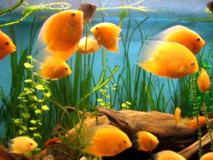 Tsikhlazoma Severum red dot - păstrarea și reproducerea peștilor mici