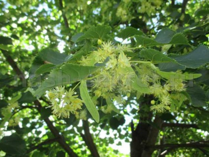 Linden цветя - лечебни свойства и противопоказания добрите рецепти