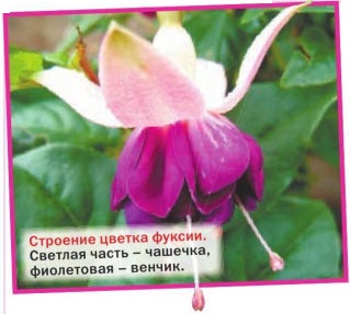 Fuchsia flori - cultivare, îngrijire, reproducere în grădină și acasă