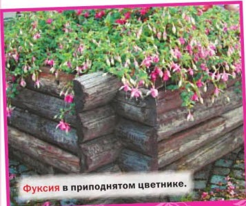 Fuchsia flori - cultivare, îngrijire, reproducere în grădină și acasă
