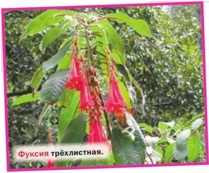 Квітка фуксія - вирощування, догляд, розмноження в саду і домашніх умовах